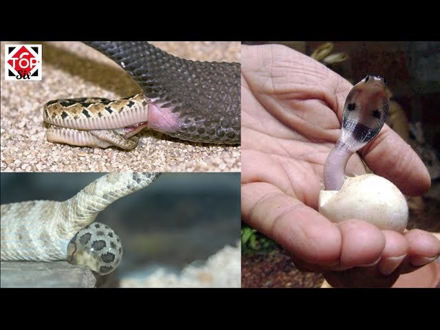 Cómo saber si una hembra reptil está embarazada para serpientes