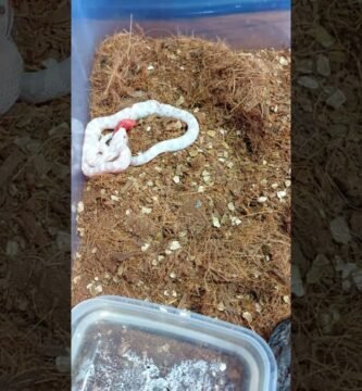 Consejos para alimentar correctamente a un reptil doméstico con suplementos naturales