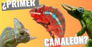 Consejos para alimentar correctamente a un reptil doméstico para camaleones
