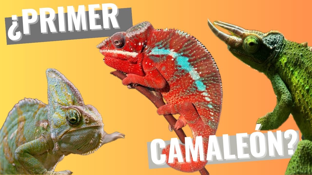 Consejos para alimentar correctamente a un reptil doméstico para camaleones