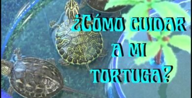 Consejos para alimentar correctamente a un reptil doméstico para tortugas