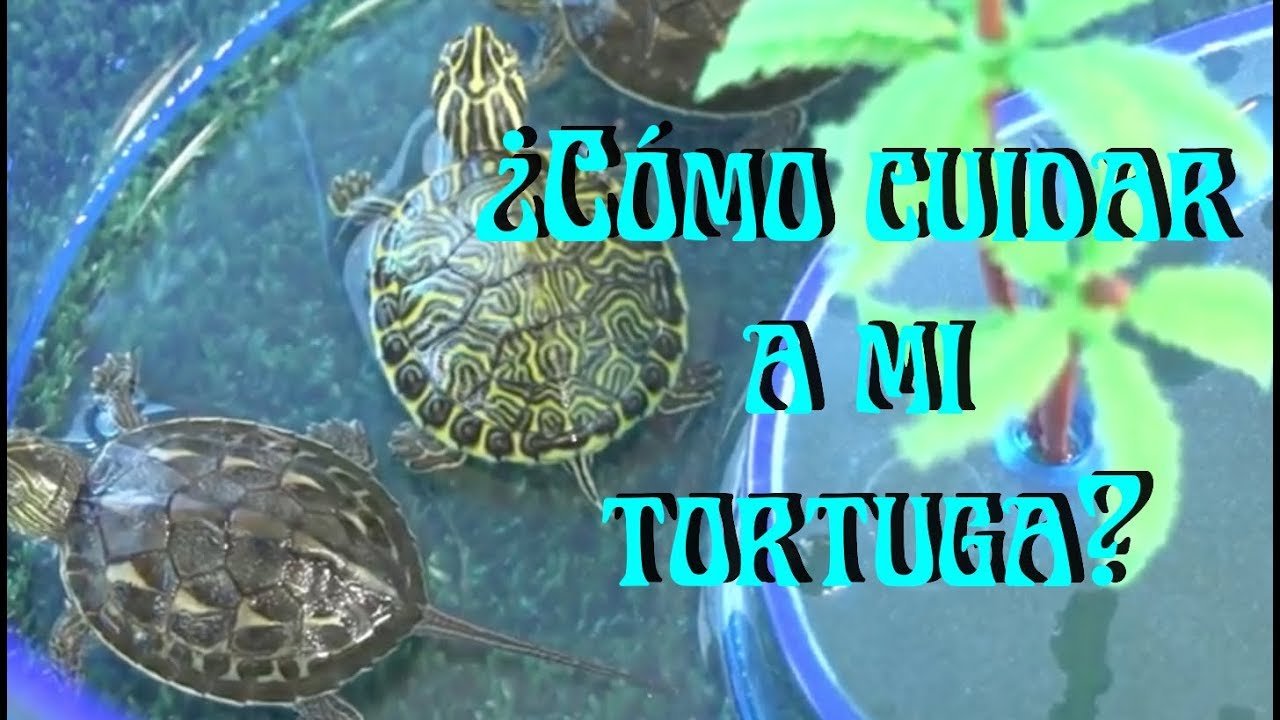 Consejos para alimentar correctamente a un reptil doméstico para tortugas