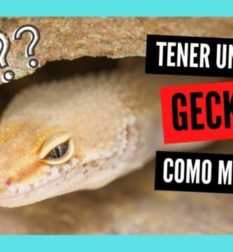 Consejos para alimentar correctamente a un reptil doméstico sin cometer errores