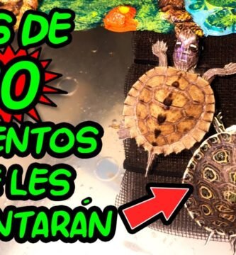 Dieta ideal para reptiles herbívoros en casa durante la hibernación