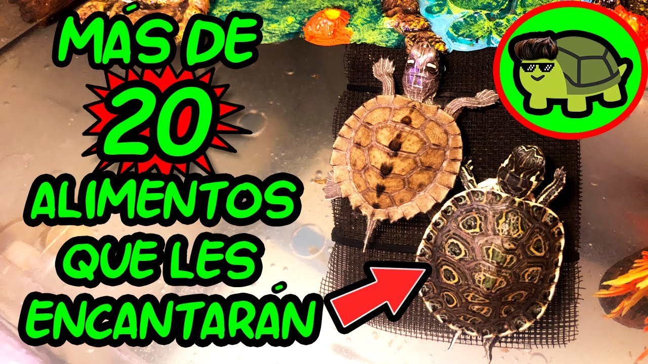Dieta ideal para reptiles herbívoros en casa durante la hibernación