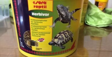 Dieta ideal para reptiles herbívoros en casa recomendada por expertos en reptiles