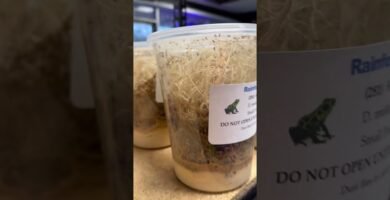 Dónde comprar casas de reptiles seguras y duraderas con estilo natural