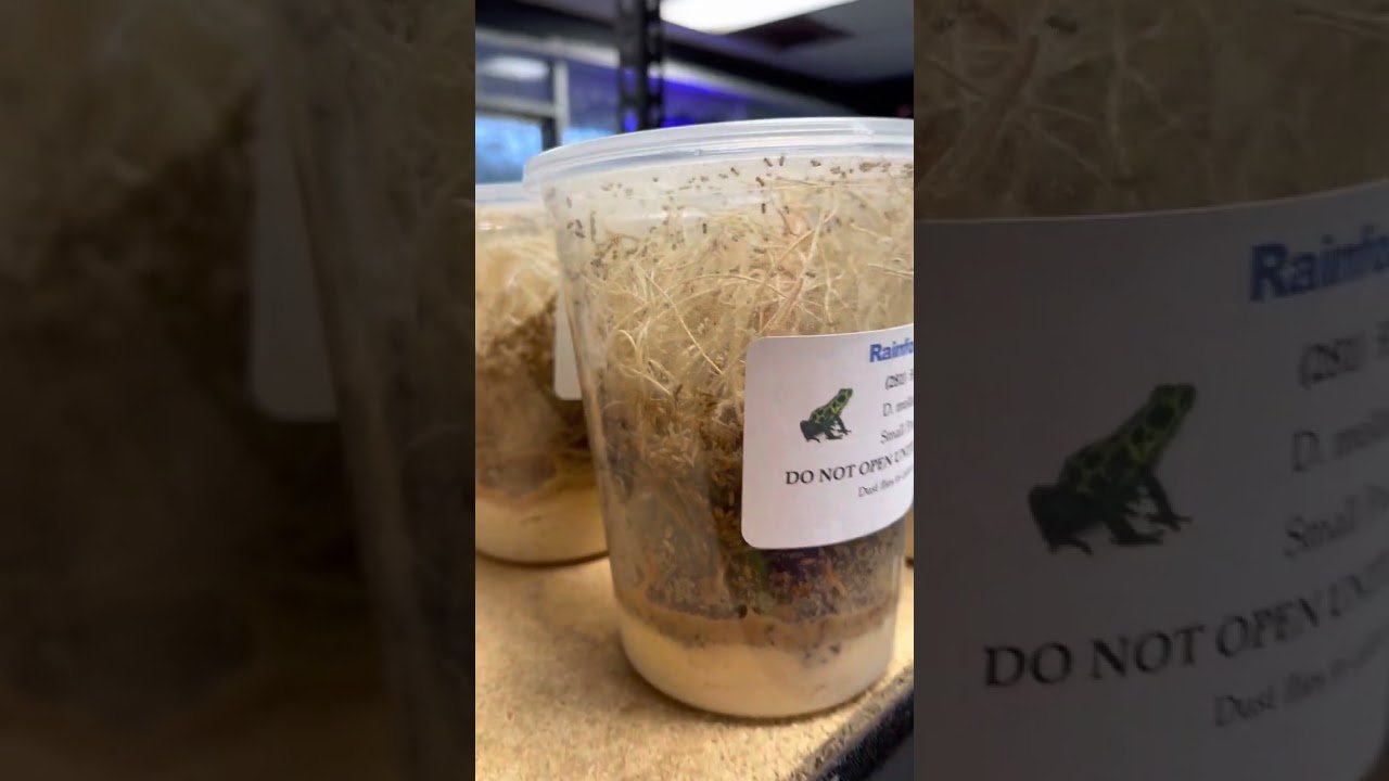 Dónde comprar casas de reptiles seguras y duraderas con estilo natural