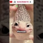 Dónde comprar casas de reptiles seguras y duraderas en jardines