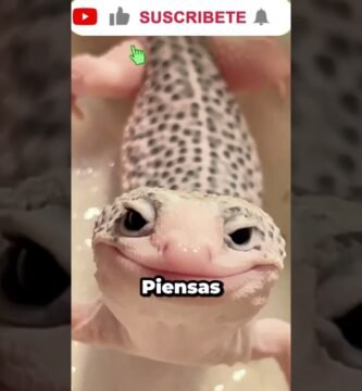 Dónde comprar casas de reptiles seguras y duraderas en jardines