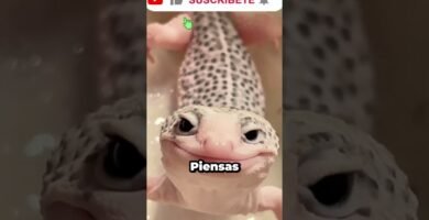 Dónde comprar casas de reptiles seguras y duraderas en jardines