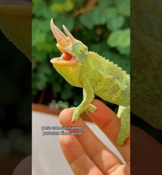 Dónde comprar casas de reptiles seguras y duraderas para camaleones