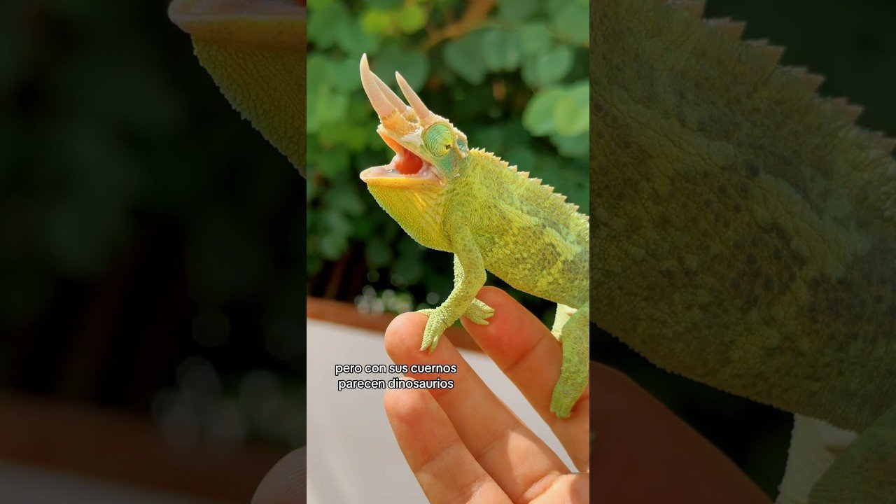 Dónde comprar casas de reptiles seguras y duraderas para camaleones