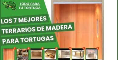 Dónde comprar casas de reptiles seguras y duraderas para tortugas