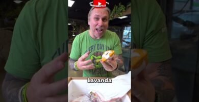 Dónde comprar casas de reptiles seguras y duraderas paso a paso