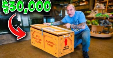 Dónde comprar casas de reptiles seguras y duraderas según expertos