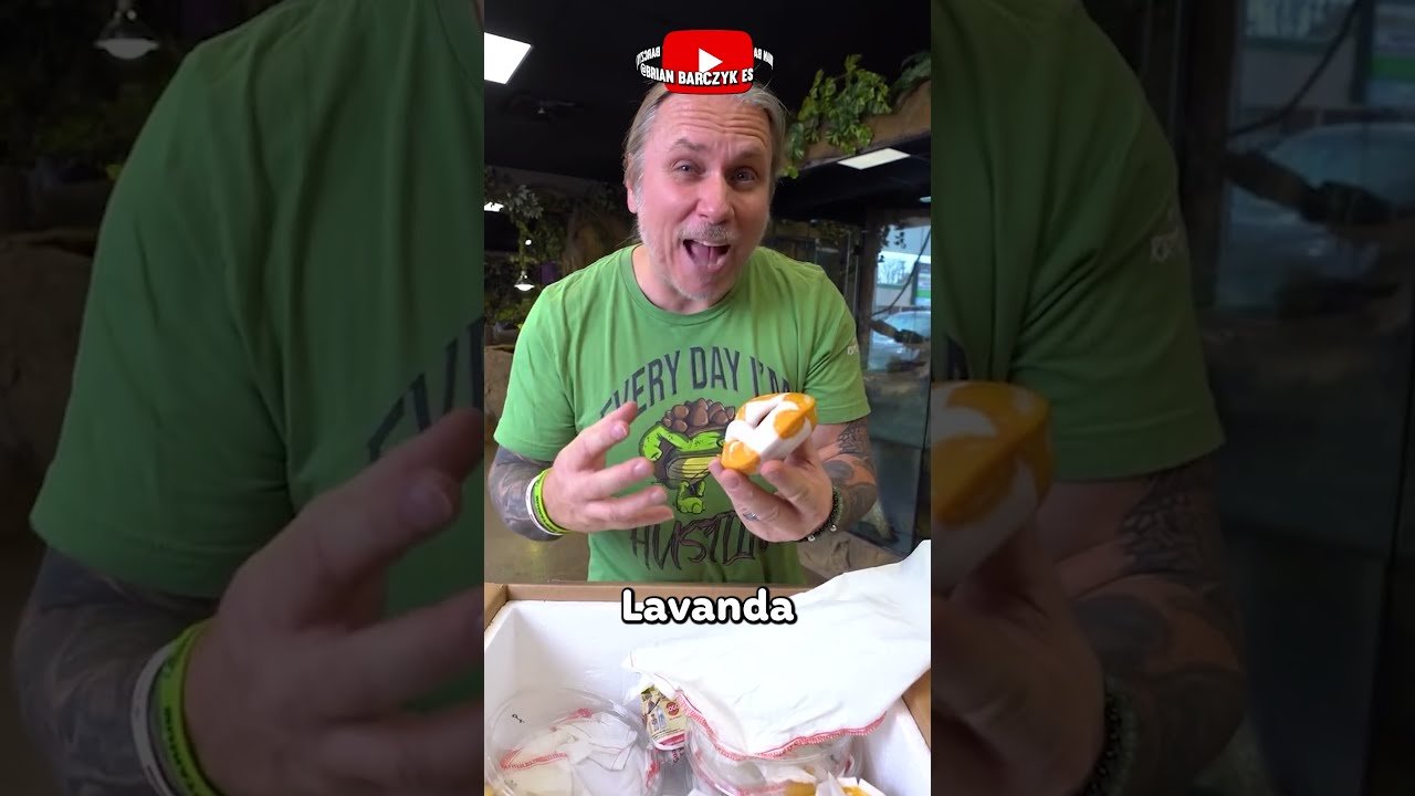 Dónde comprar casas de reptiles seguras y duraderas sin experiencia previa