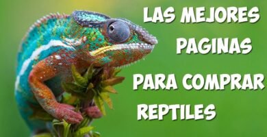 Dónde comprar ropa para reptiles en Caracas