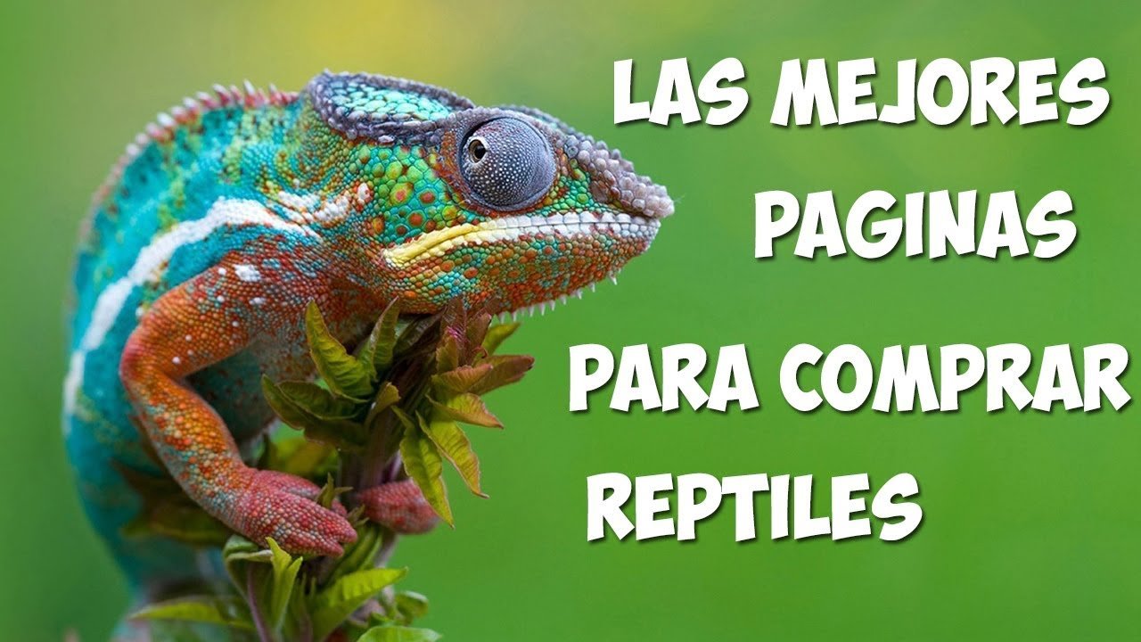Dónde comprar ropa para reptiles en La Paz
