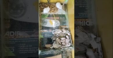 El comportamiento de los reptiles cuando tienen hambre con alimentación especial