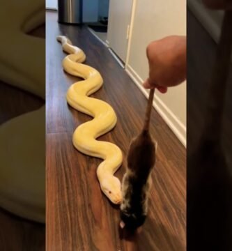 El comportamiento de los reptiles cuando tienen hambre durante la noche