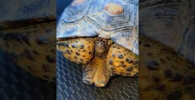 El comportamiento de los reptiles cuando tienen hambre en espacios pequeños
