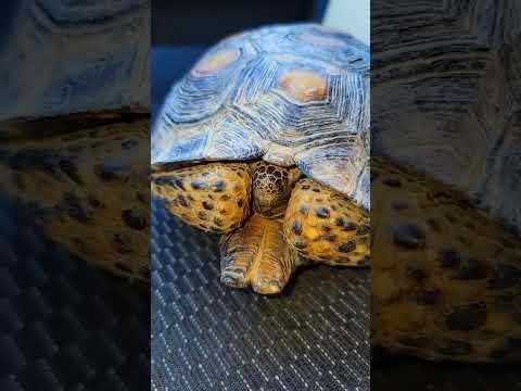 El comportamiento de los reptiles cuando tienen hambre en espacios pequeños