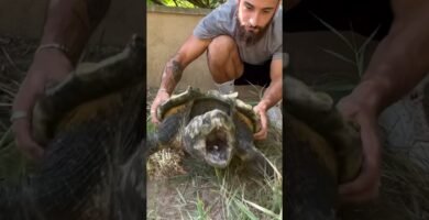 El comportamiento de los reptiles cuando tienen hambre en terrarios grandes