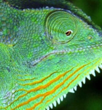 El comportamiento de los reptiles cuando tienen hambre explicado paso a paso