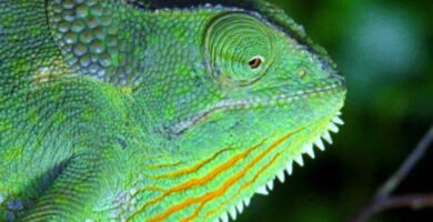 El comportamiento de los reptiles cuando tienen hambre explicado paso a paso
