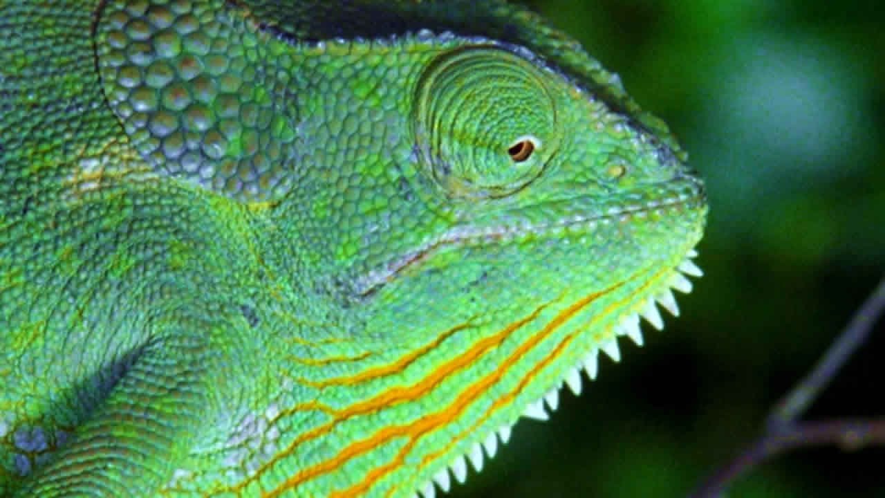 El comportamiento de los reptiles cuando tienen hambre explicado paso a paso