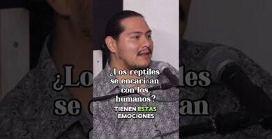 El comportamiento de los reptiles cuando tienen hambre explicado por veterinarios