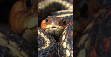 El comportamiento de los reptiles cuando tienen hambre para niños