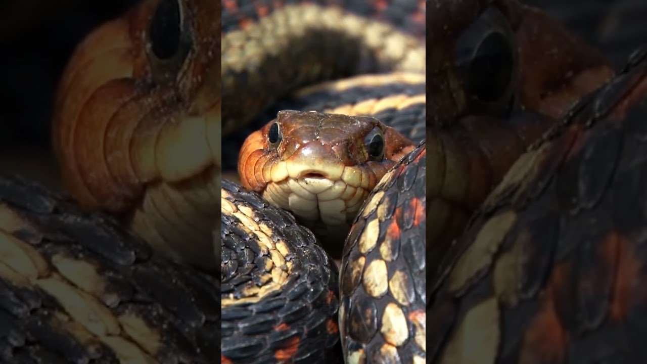 El comportamiento de los reptiles cuando tienen hambre para niños