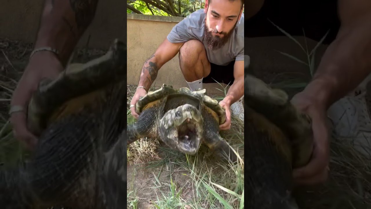 El comportamiento de los reptiles cuando tienen hambre y cómo solucionarlo