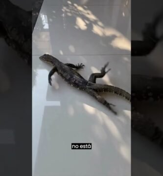 El comportamiento de los reptiles cuando tienen hambre y su adaptación