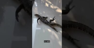 El comportamiento de los reptiles cuando tienen hambre y su adaptación