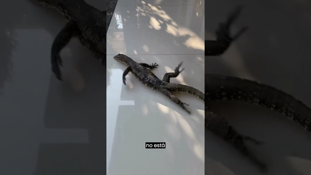 El comportamiento de los reptiles cuando tienen hambre y su adaptación