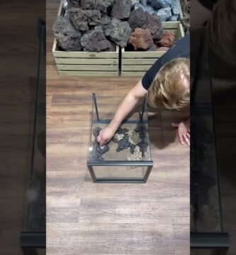 Ideas de hábitats decorativos para reptiles en La Paz