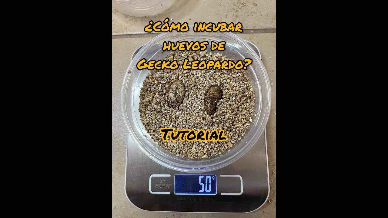 Incubación de huevos de reptiles en casa sin experiencia previa