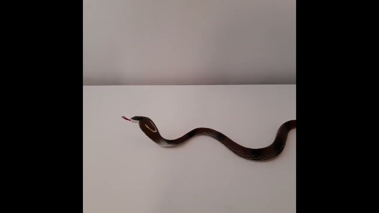 Juguetes para reptiles activos en Guayaquil