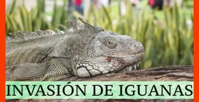 Las mejores casitas para iguanas en Guayaquil
