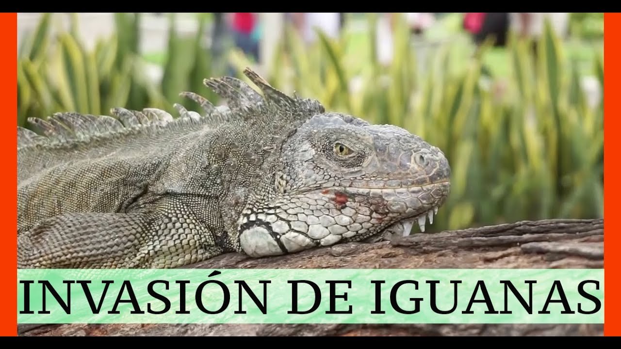 Las mejores casitas para iguanas en Guayaquil