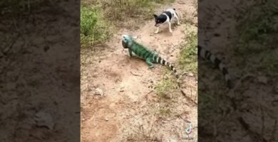 Las mejores casitas para iguanas en La Paz