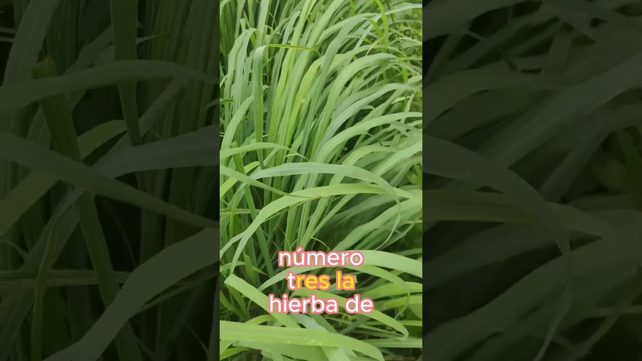 Materiales recomendados para casas de reptiles en interiores en jardines
