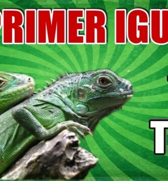 Nutrición balanceada para iguanas domésticas paso a paso