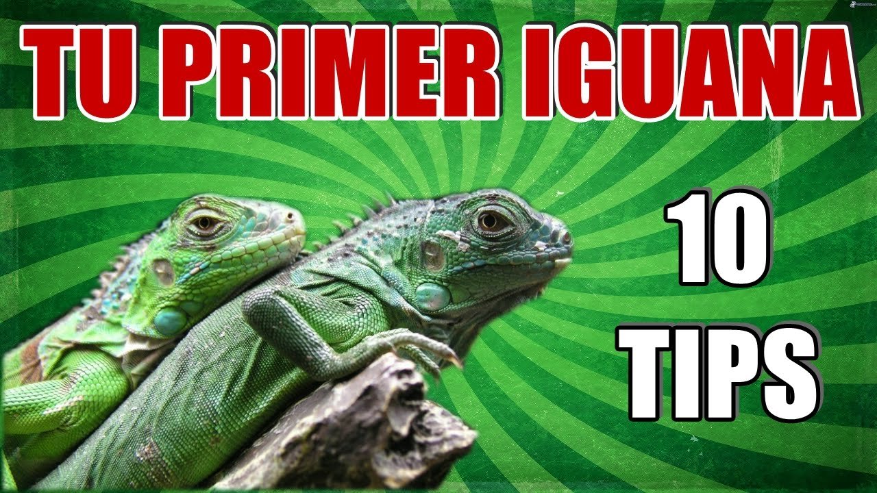 Nutrición balanceada para iguanas domésticas paso a paso