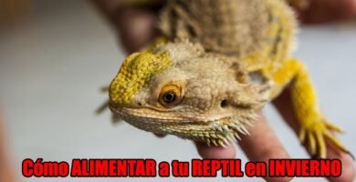 Qué necesita una casa de reptil para estar bien equipada en climas húmedos