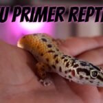 Qué necesita una casa de reptil para estar bien equipada para geckos