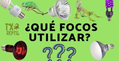 Qué necesita una casa de reptil para estar bien equipada para iguanas